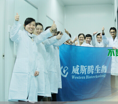 【细胞转染实验技术对外服务】图片_高清图_细节图-重庆市威斯腾生物医药科技有限责任公司 -